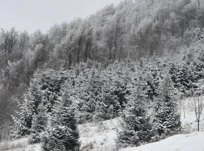 Zeleni Brig * ムクロパイ